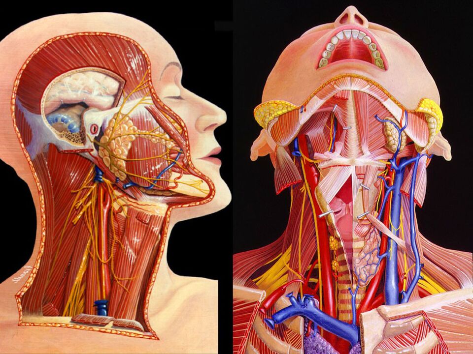 анатомија на вратот